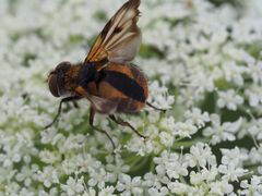 Alophora hemiptera m