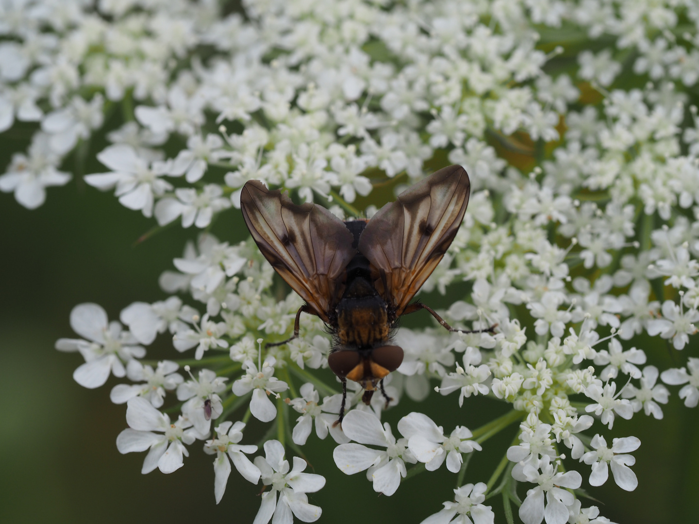 Alophora hemiptera m von oben