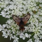 Alophora hemiptera m von oben