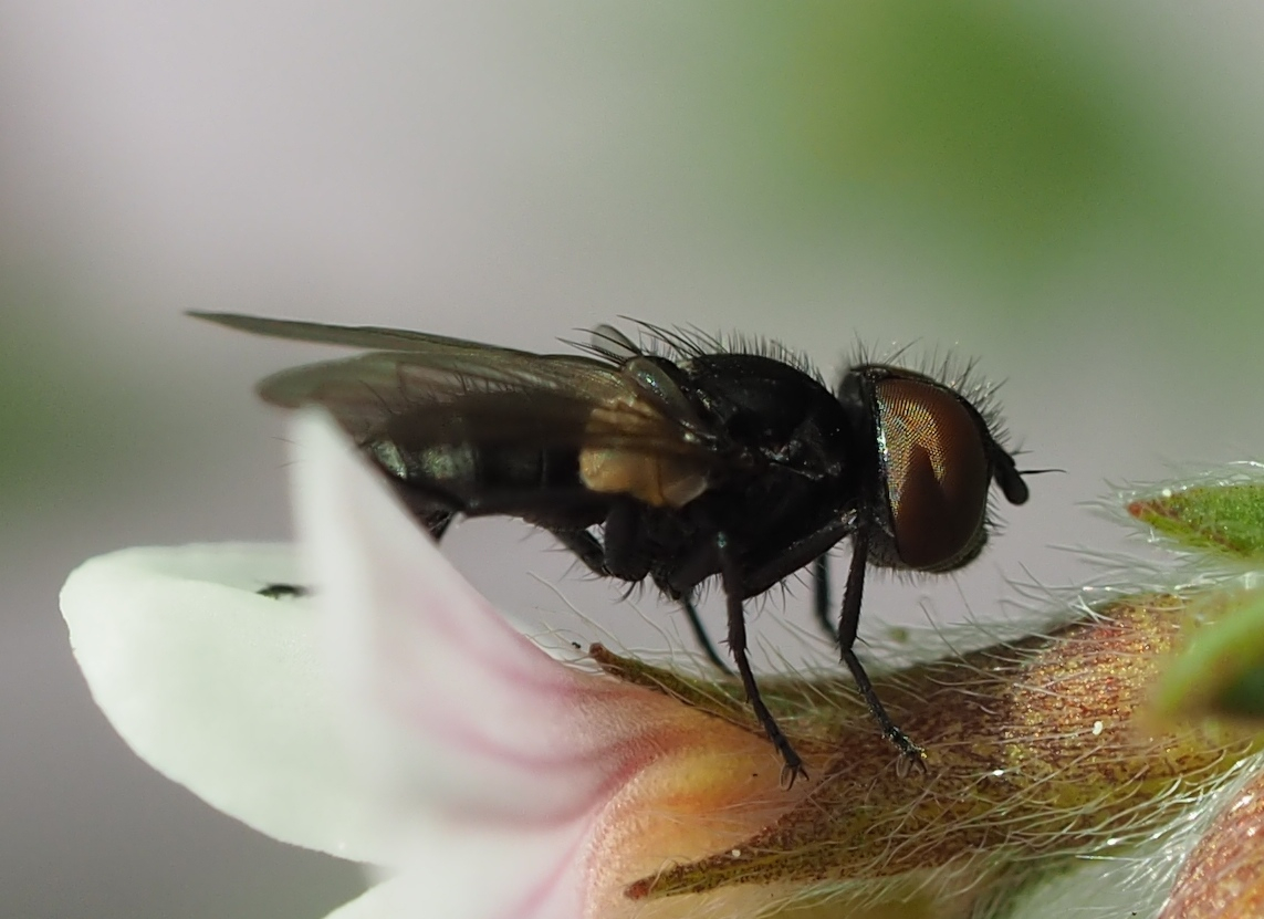 Alophora hemiptera w II