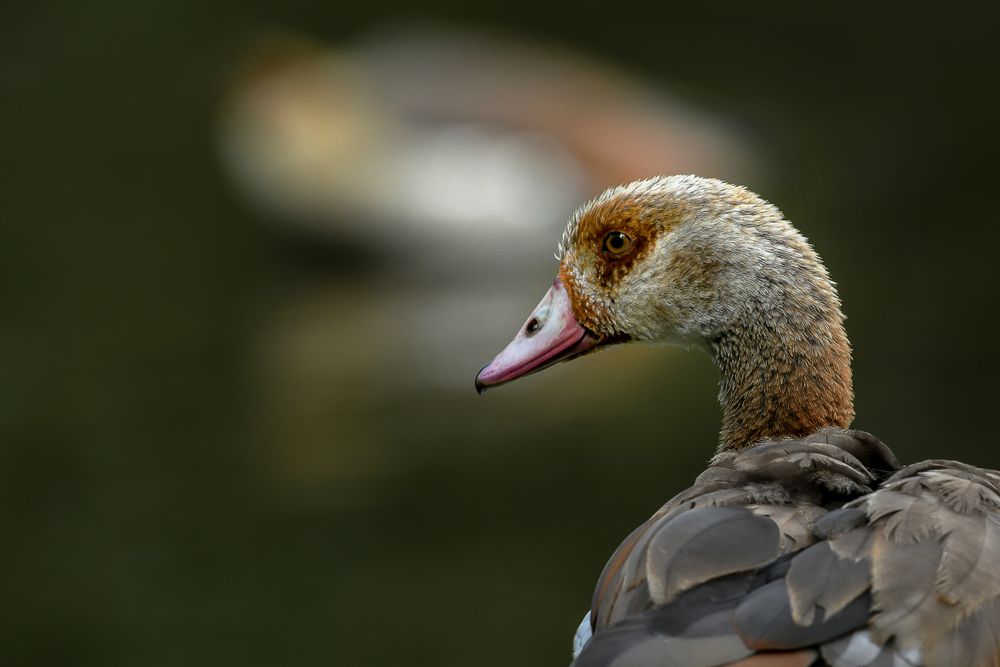 Alopochen aegyptiaca Foto & Bild nilgans, tiere, baldeneysee Bilder