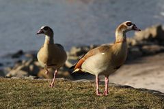 Alopochen aegyptiaca - Nilgans