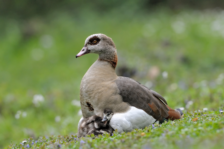 Alopochen aegyptiacus