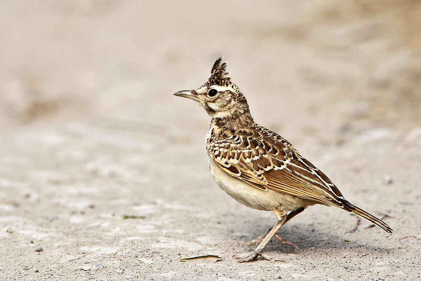 Cet article est une ébauche concernant les oiseaux. Alouettes Oiseau - Alouette des champs photo et image | animaux, animaux ...