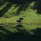 Alp da Laus (Lag da Laus / am Lausersee)