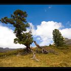 Alp Gental  im Berner Oberland, wo die Welt noch in Ordnung ist