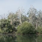 (Alp)  Traum -Landschaft- Kormoranen sei Dank!