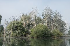 (Alp)  Traum -Landschaft- Kormoranen sei Dank!