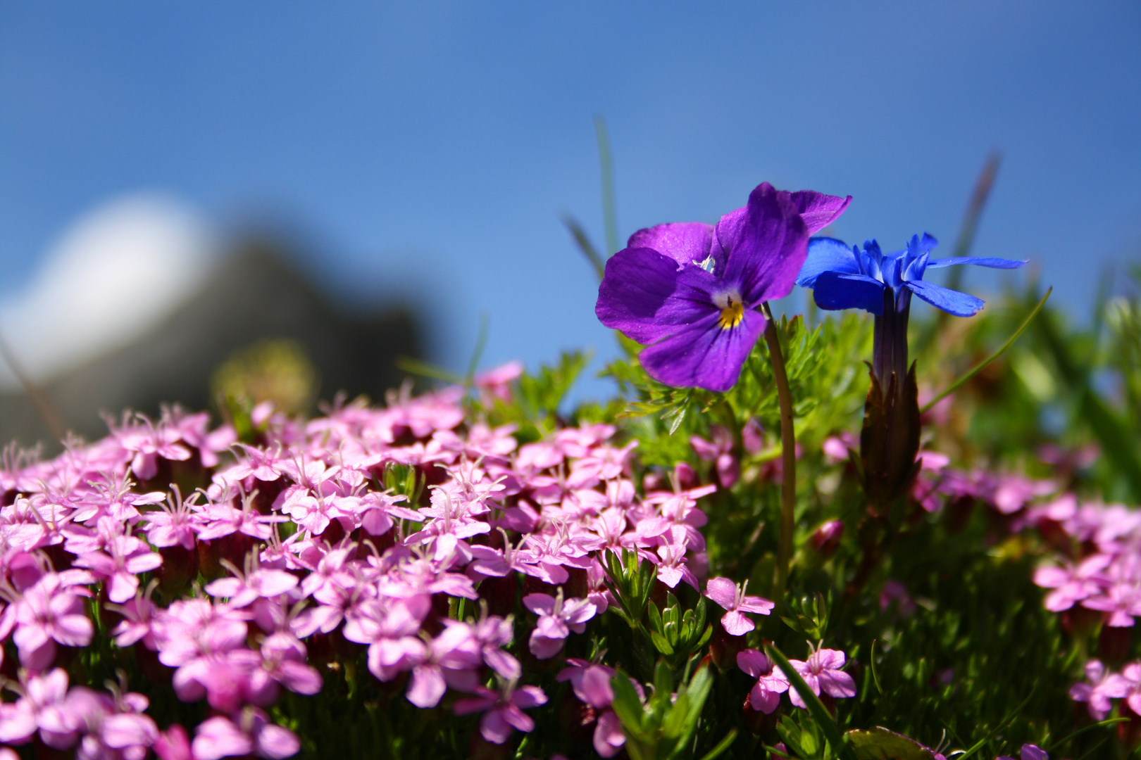 Alp-Wiesenblumen