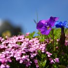 Alp-Wiesenblumen