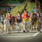 Alpabfahrt Urnäsch