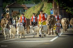 Alpabfahrt Urnäsch