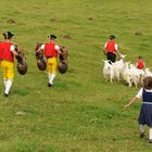 Alpabfahrt von der Schwägalp (Appenzellerland)