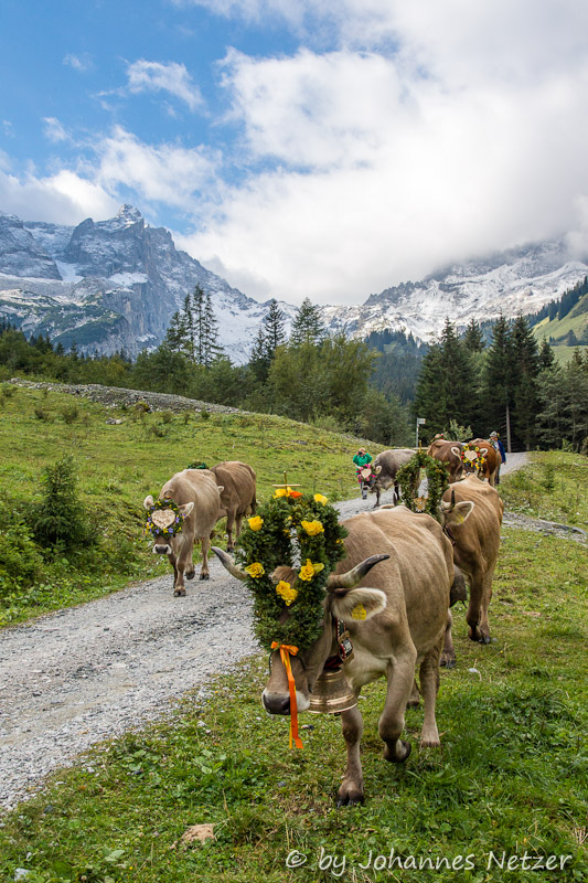 Alpabtrieb im Montafon