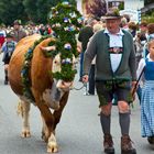 Alpabtrieb in Krün bei Mittenwald