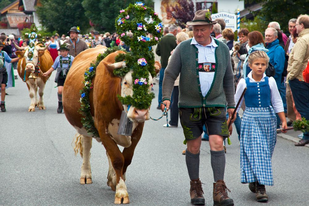 Alpabtrieb in Krün bei Mittenwald