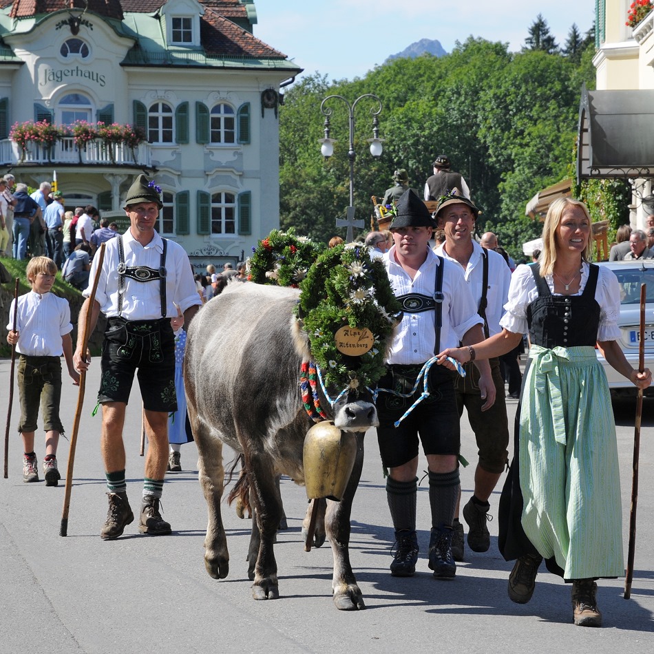 Alpabtrieb Schwangau 2011 #1