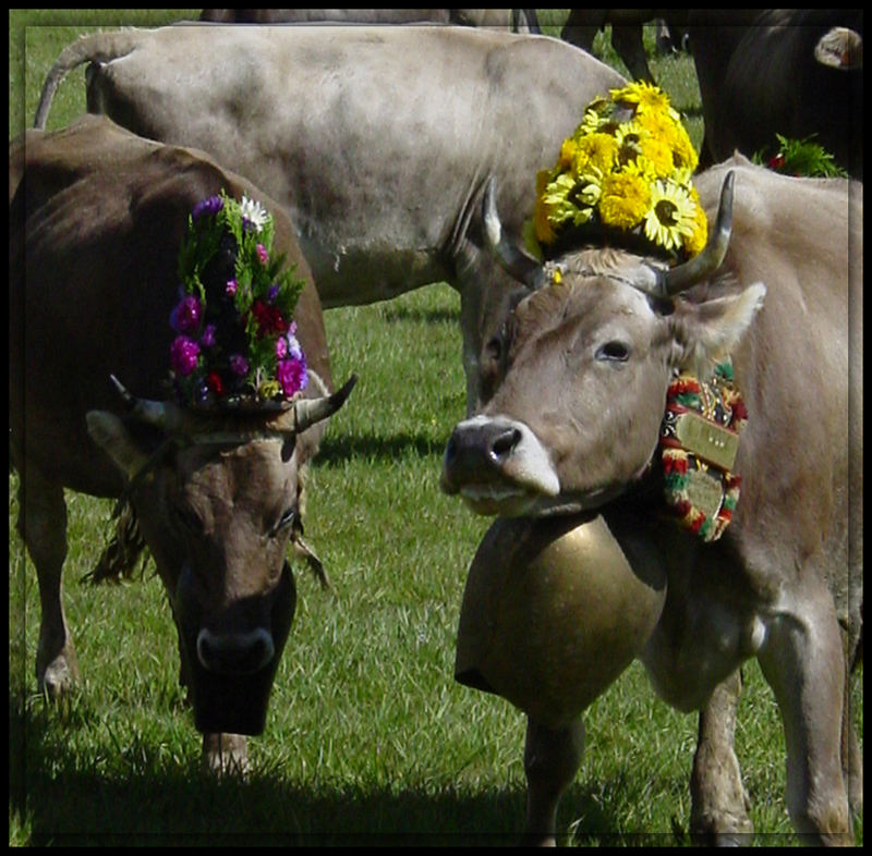 alpabzug 2005 * celerina (oberengadin)