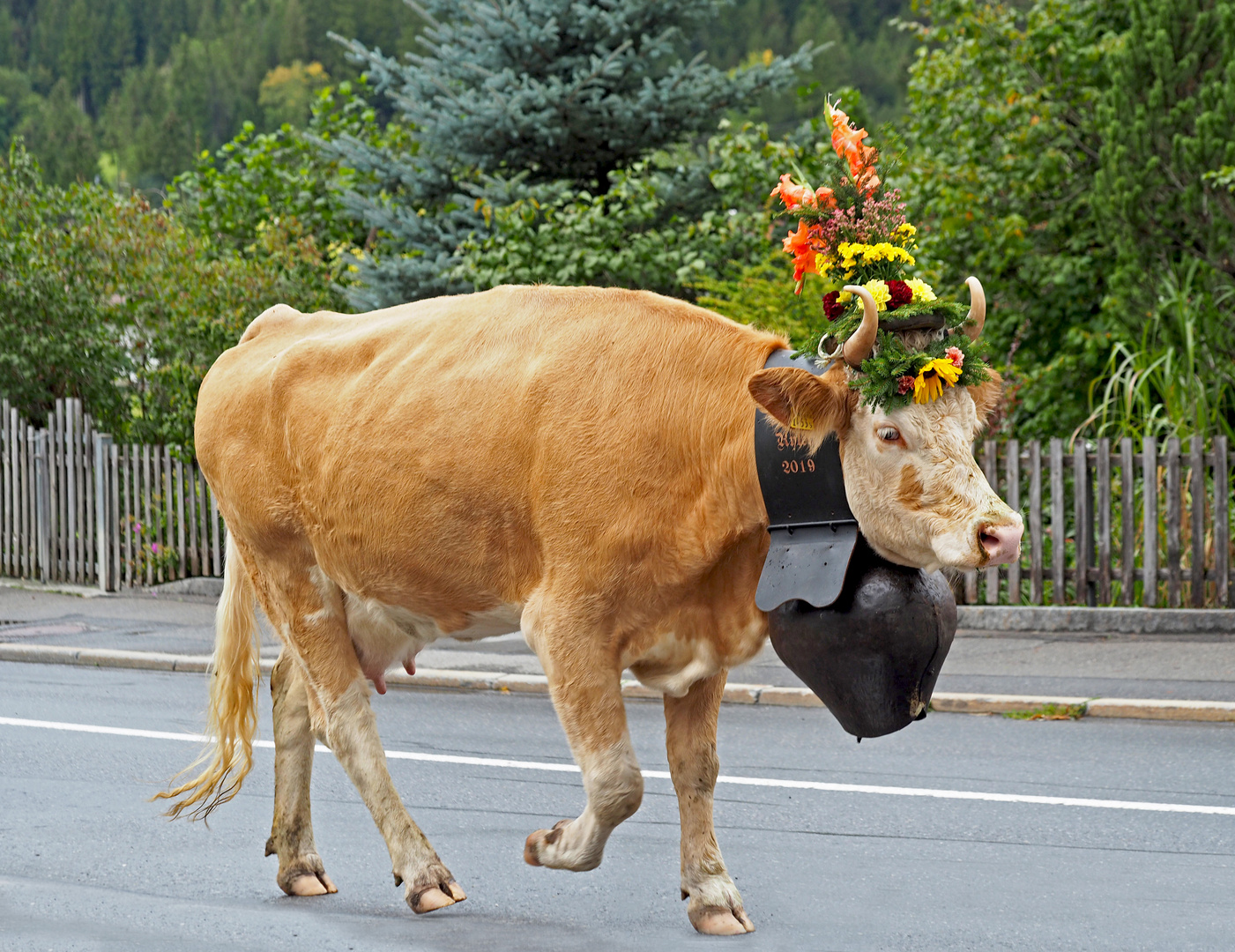 Alpabzug 2021 in den Schweizer Alpen...