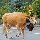 Alpabzug 2021 in den Schweizer Alpen...