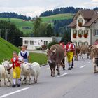 Alpabzug im Appenzällerland