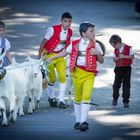 Alpabzug im Appenzellerland