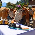 Alpabzug im Berner Oberland