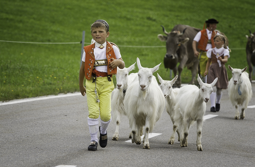 Alpabzug in Urnäsch