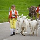 Alpabzug in Urnäsch