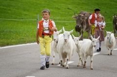 Alpabzug in Urnäsch