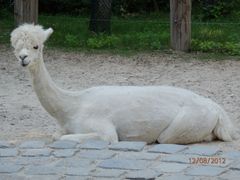 alpaca 2