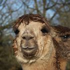 alpaca