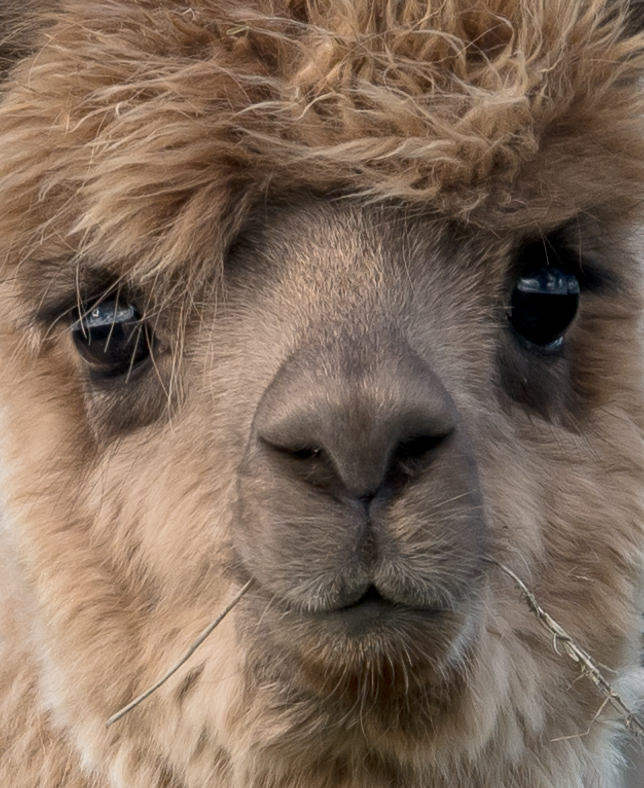 Alpaca