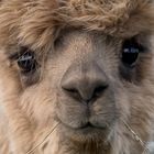 Alpaca