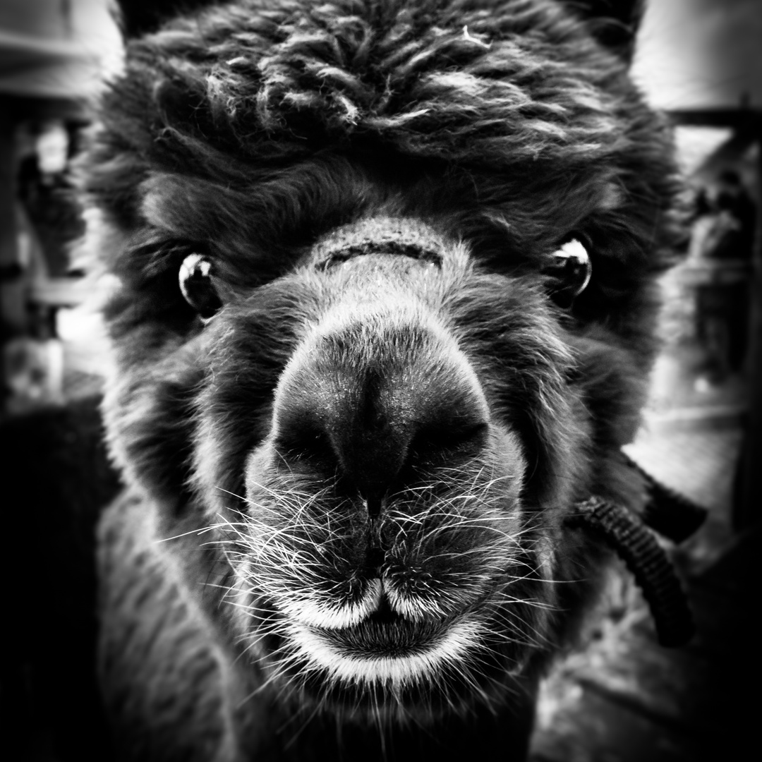 alpaca