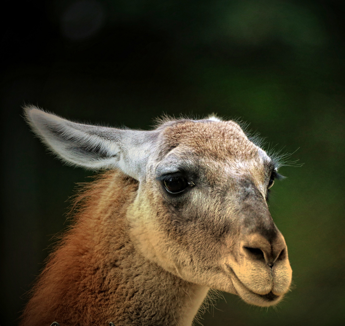 Alpaca