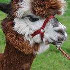 Alpaca Alli