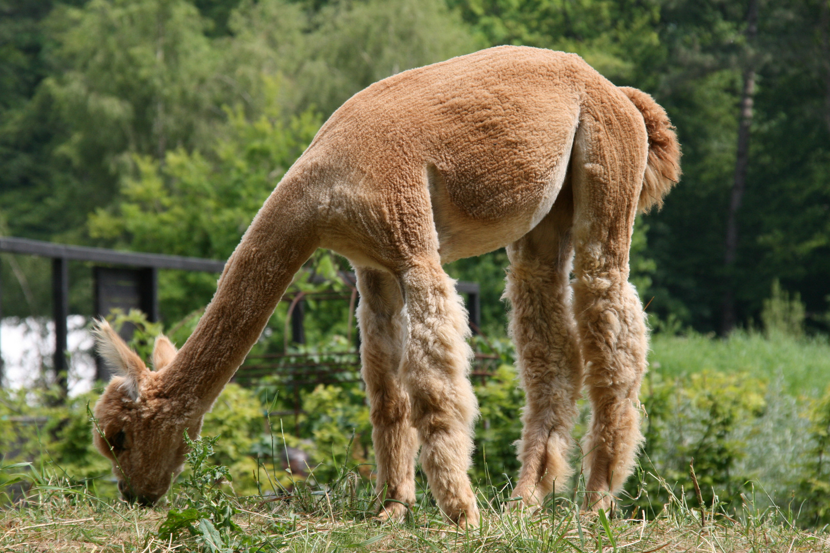 Alpaca auf der Landesgartenschau in Bad Essen !