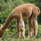 Alpaca auf der Landesgartenschau in Bad Essen !