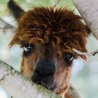 Alpaca