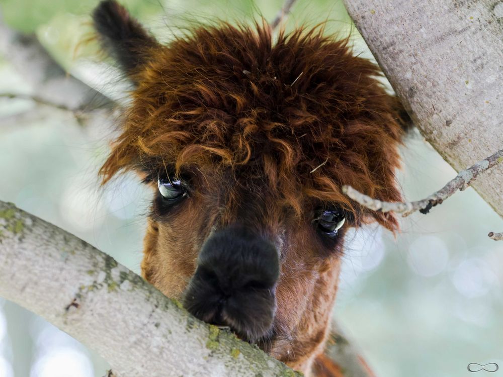 Alpaca