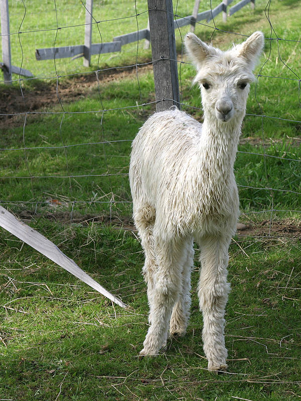 Alpaca-Baby