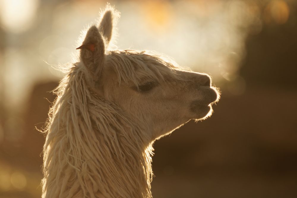 Alpaca