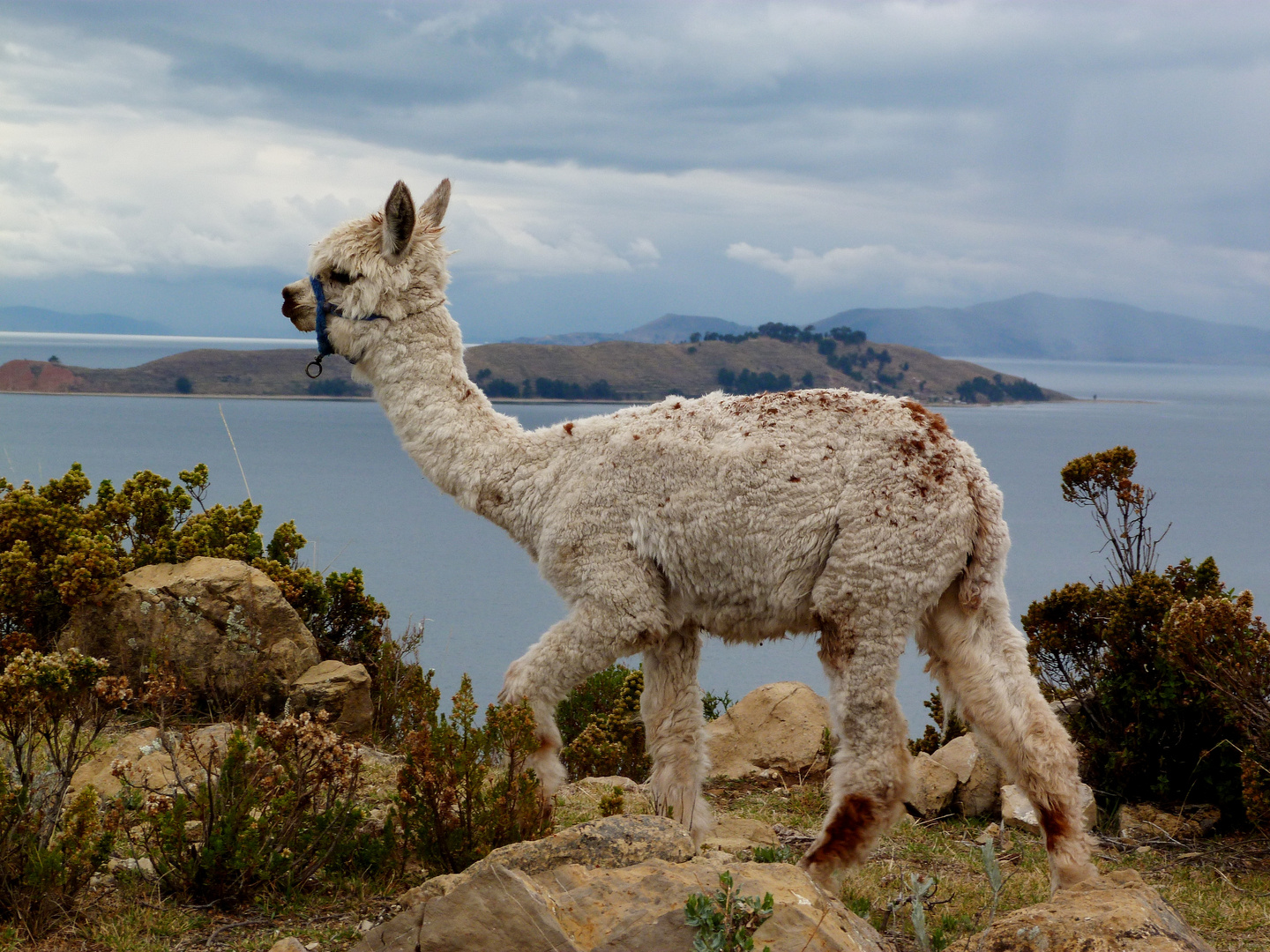 alpaca del sol