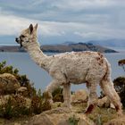 alpaca del sol