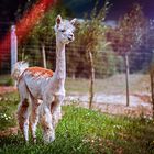 Alpaca