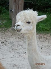 Alpaca