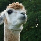 alpaca