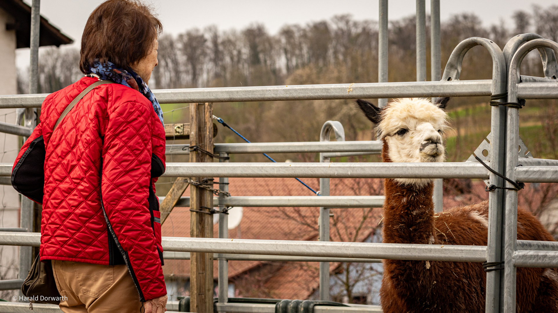  Alpaca Farm Bahnbrücken