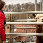  Alpaca Farm Bahnbrücken